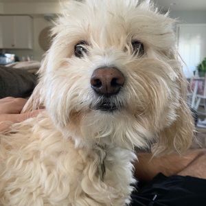 Meet your Posher, Holly